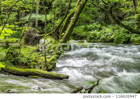 Oirase Gorge in Summer: The flow of the Oirase River, Towada City, Aomori Prefecture 116626947