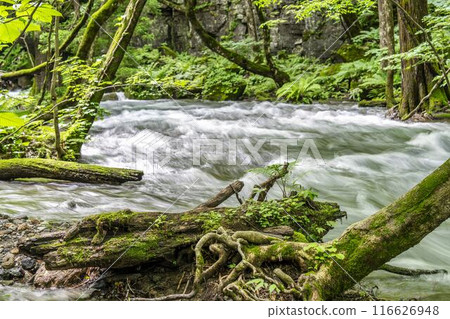 Oirase Gorge in Summer: The flow of the Oirase River, Towada City, Aomori Prefecture 116626948