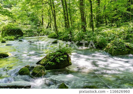 夏季奧入瀨溪流 奧入瀨川水流 青森縣十和田市 夏季奧入瀨溪流 奧入瀨川水流 青森縣十和田市 116626960