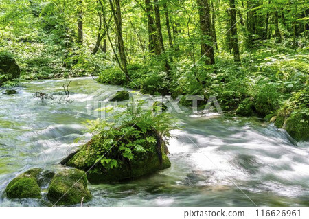 夏季奧入瀨溪流 奧入瀨川水流 青森縣十和田市 116626961