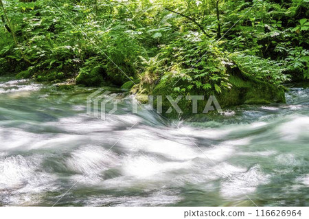Oirase Gorge in Summer: The flow of the Oirase River, Towada City, Aomori Prefecture 116626964