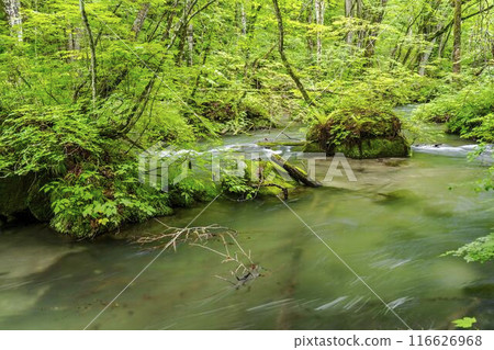 Summer Oirase Gorge, Tobikin Stream, Towada City, Aomori Prefecture Summer Oirase Gorge, Tobikin Stream, Towada City, Aomori Prefecture 116626968