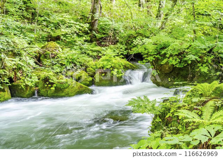 Summer Oirase Gorge, Tobikin Stream, Towada City, Aomori Prefecture Summer Oirase Gorge, Tobikin Stream, Towada City, Aomori Prefecture 116626969