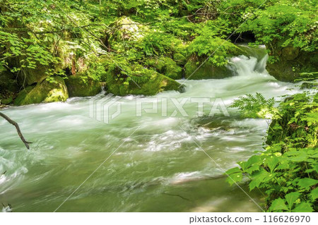 Summer Oirase Gorge, Tobikin Stream, Towada City, Aomori Prefecture Summer Oirase Gorge, Tobikin Stream, Towada City, Aomori Prefecture 116626970