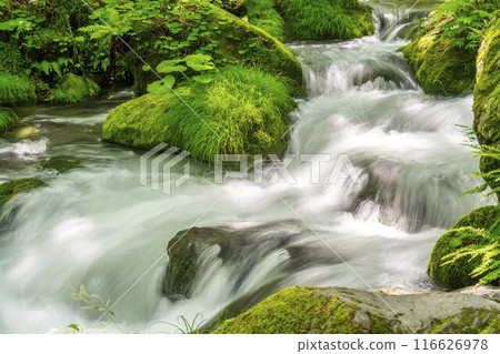青森縣十和田市石角之莊夏季的奧入瀨溪流 青森縣十和田市石角之莊夏季的奧入瀨溪流 116626978