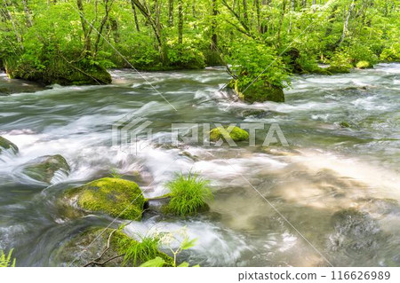 Summer Oirase Stream Asura Stream Towada City, Aomori Prefecture Summer Oirase Stream Asura Stream Towada City, Aomori Prefecture 116626989