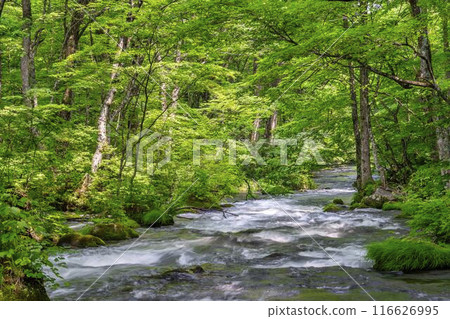 夏季奧入瀨青森縣十和田市慶隆三郎之路 116626995
