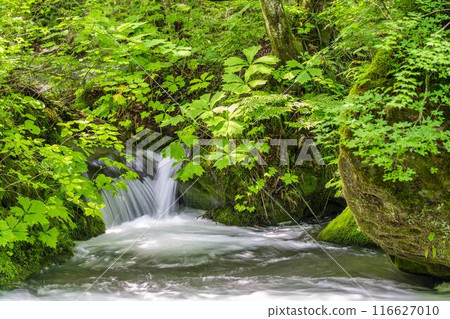 Summer Oirase Gorge, Ishigedo Rapids, Towada City, Aomori Prefecture Summer Oirase Gorge, Ishigedo Rapids, Towada City, Aomori Prefecture 116627010
