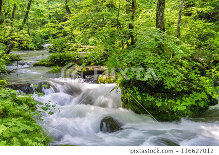 Summer Oirase Gorge, Ishigedo Rapids, Towada City, Aomori Prefecture Summer Oirase Gorge, Ishigedo Rapids, Towada City, Aomori Prefecture 116627012