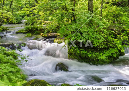 Summer Oirase Gorge, Ishigedo Rapids, Towada City, Aomori Prefecture 116627013