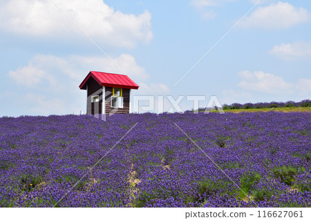Summer, Kamifurano Town, Hinode Park, Lavender Hill 116627061