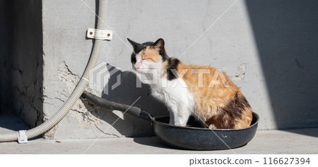 Cat sitting on a frying pan 116627394