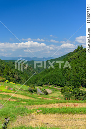 An original Japanese landscape: The seasonal scenery of the Tsuzura rice terraces and blooming red spider lilies in the mountain valley of Ukiha (Ukiha City, Fukuoka Prefecture) 116627564