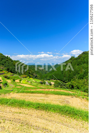 An original Japanese landscape: The seasonal scenery of the Tsuzura rice terraces and blooming red spider lilies in the mountain valley of Ukiha (Ukiha City, Fukuoka Prefecture) 116627566