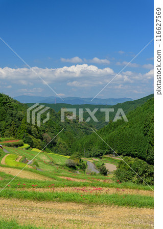 An original Japanese landscape: The seasonal scenery of the Tsuzura rice terraces and blooming red spider lilies in the mountain valley of Ukiha (Ukiha City, Fukuoka Prefecture) 116627569