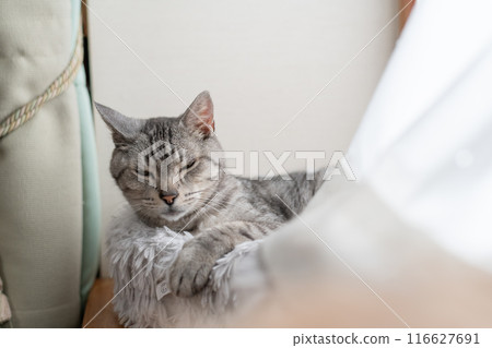 薩巴特拉貓在窗邊睡覺 116627691