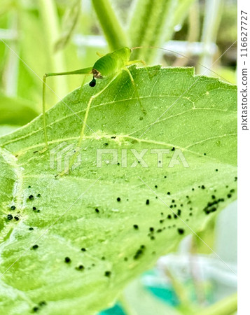 會拉屎的蚱蜢 116627727