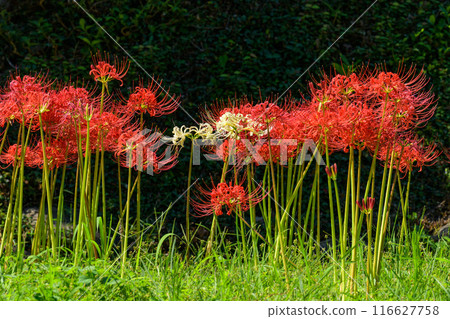 Higanbana - A traditional Japanese landscape. The "Tsuzura rice terraces" and seasonal scenery of blooming higanbana in the mountains of Ukiha (Ukiha City, Fukuoka Prefecture) 116627758