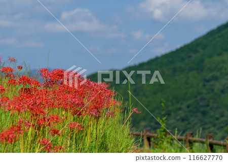 Higanbana - A traditional Japanese landscape. The "Tsuzura rice terraces" and seasonal scenery of blooming higanbana in the mountains of Ukiha (Ukiha City, Fukuoka Prefecture) Higanbana - A traditional Japanese landscape. The "Tsuzura rice terraces" and seasonal scenery of blooming higanbana in the mountains of Ukiha (Ukiha City, Fukuoka Prefecture) 116627770