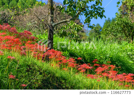 日本的原始景觀彼岸花、浮羽山上盛開的「都連梯田」和叢生孤挺花的季節風景(福岡縣浮羽市) 日本的原始景觀彼岸花、浮羽山上盛開的「都連梯田」和叢生孤挺花的季節風景(福岡縣浮羽市) 116627773