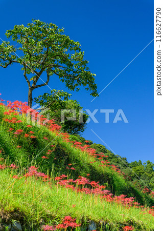Higanbana - A traditional Japanese landscape. The "Tsuzura rice terraces" and seasonal scenery of blooming higanbana in the mountains of Ukiha (Ukiha City, Fukuoka Prefecture) 116627790