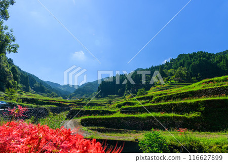 An original Japanese landscape: The seasonal scenery of the Tsuzura rice terraces and blooming red spider lilies in the mountain valley of Ukiha (Ukiha City, Fukuoka Prefecture) 116627899