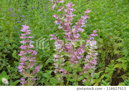 Salvia sclarea turkestanica grows in mountain. Flowers blooming. Cottage garden. Cultivated flowers. Salvia sclarea turkestanica grows in mountain. Flowers blooming. Cottage garden. Cultivated flowers. 116627913