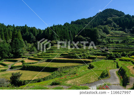 An original Japanese landscape: The seasonal scenery of the Tsuzura rice terraces and blooming red spider lilies in the mountain valley of Ukiha (Ukiha City, Fukuoka Prefecture) An original Japanese landscape: The seasonal scenery of the Tsuzura rice terraces and blooming red spider lilies in the mountain valley of Ukiha (Ukiha City, Fukuoka Prefecture) 116627997
