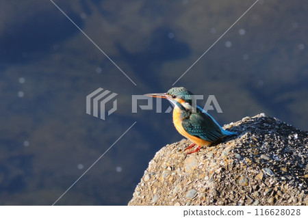 Kingfisher on a tetrapod, wild riverside bird, blue bird Kingfisher on a tetrapod, wild riverside bird, blue bird 116628028