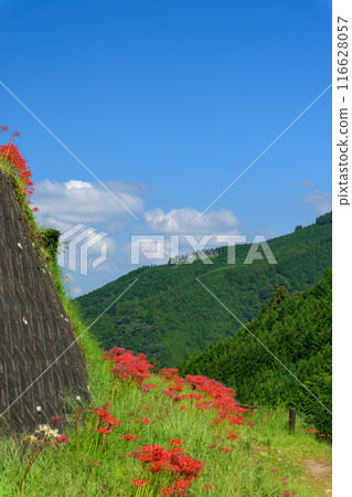 An original Japanese landscape: The seasonal scenery of the Tsuzura rice terraces and blooming red spider lilies in the mountain valley of Ukiha (Ukiha City, Fukuoka Prefecture) An original Japanese landscape: The seasonal scenery of the Tsuzura rice terraces and blooming red spider lilies in the mountain valley of Ukiha (Ukiha City, Fukuoka Prefecture) 116628057