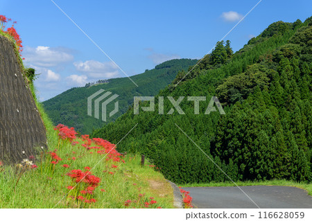 An original Japanese landscape: The seasonal scenery of the Tsuzura rice terraces and blooming red spider lilies in the mountain valley of Ukiha (Ukiha City, Fukuoka Prefecture) 116628059