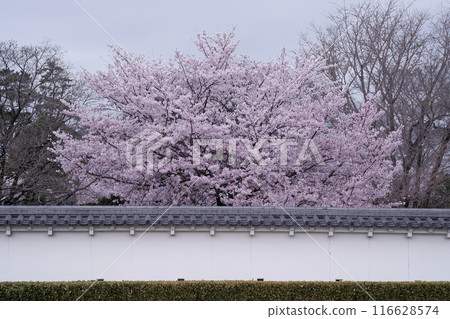 Cherry Blossoms	 116628574