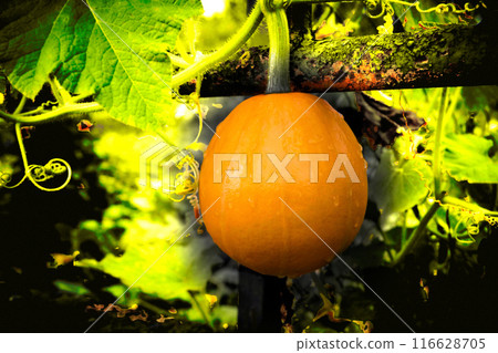 Ripe delicious orange pumpkin hanging on a rusty fence.sunny light Ripe delicious orange pumpkin hanging on a rusty fence.sunny light 116628705