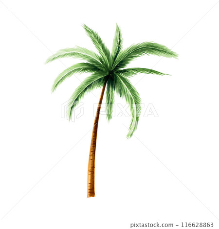 Green palm tree. Coconut tree clipart. Watercolor hand drawn floral jungle illustration isolated on background. For designers, postcards, greetings, birthday, calendar, wallpapers, wrapping paper 116628863