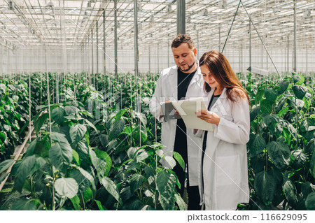 Man, woman in white coats, in a modern greenhouse, collect data, growth indicators of bell peppers in a hydroponic system for growing vegetables in a greenhouse. Young Caucasian biologists scientists 116629095