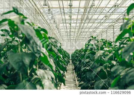 Bell pepper grow in rows in large, modern greenhouse with hydroponic system for growing vegetables from inside. Concept of growing organic vegetables, agriculture in greenhouse without people. 116629096