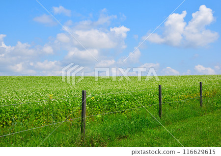 Summer Biei Town Buckwheat Field Hill 116629615