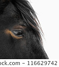 A closeup image capturing the intricate details of a horses eye set against a plain backdrop 116629742