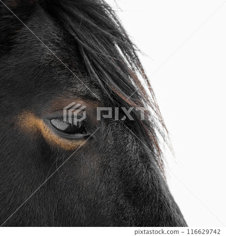 A closeup image capturing the intricate details of a horses eye set against a plain backdrop A closeup image capturing the intricate details of a horses eye set against a plain backdrop 116629742