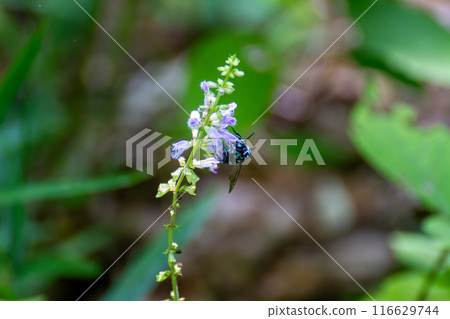 Namyluri bee Namyluri bee 116629744