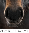 Zoomed in view of a horses nostrils, highlighting the splendor of nature and its creatures 116629752