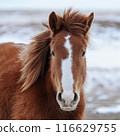 Captivating scene of a serene brown horse standing gracefully in a picturesque snowy winter setting 116629755