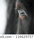A detailed closeup view of a horses eye depicting exquisite beauty and emotional expression 116629757