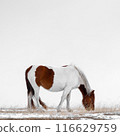 A beautiful and elegant brown and white horse peacefully grazing in a serene snowy field 116629759