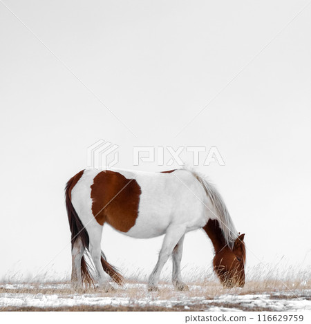 A beautiful and elegant brown and white horse peacefully grazing in a serene snowy field A beautiful and elegant brown and white horse peacefully grazing in a serene snowy field 116629759
