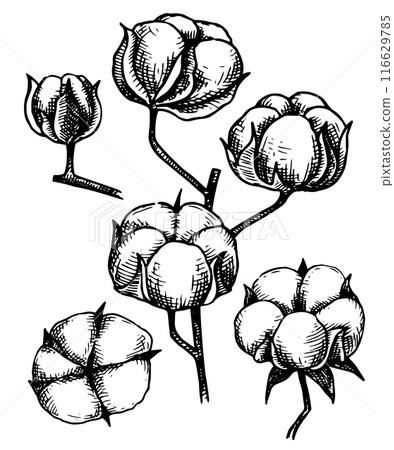 set of cotton branches. cotton bolls, sketch style, vintage 116629785