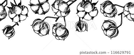 seamless border of cotton branches. cotton bolls, frame in sketch style, vintage seamless border of cotton branches. cotton bolls, frame in sketch style, vintage 116629791