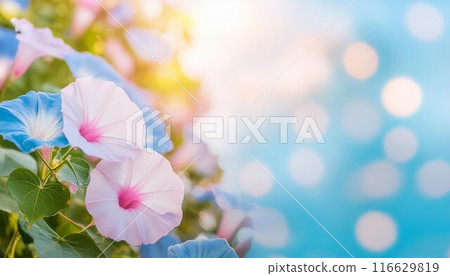 A fantastic photo of morning glory and bokeh 3 A fantastic photo of morning glory and bokeh 3 116629819