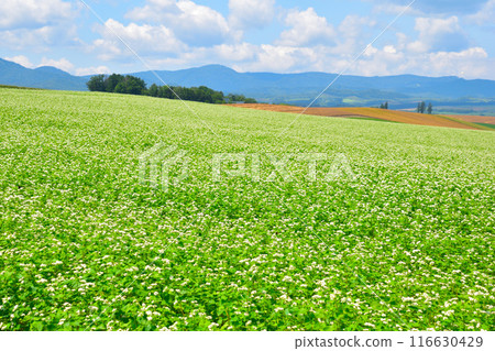 Summer Biei Town Buckwheat Field Hill Summer Biei Town Buckwheat Field Hill 116630429