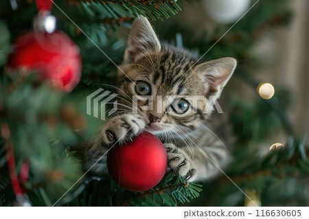 Little Curious Gray White Kitten Plays with Christmas Tree Red Ball. Small Kitty Climbing Fir Tree Festive Decoration. New Year Celebration. Funny Situation with Pets. Domestic Animals During Holidays 116630605